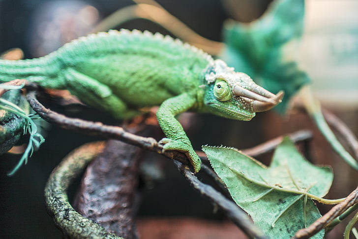 animal, verd, Iguana verda, llangardaix, rèptil, rèptil