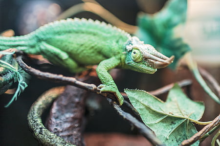 animal, verde, Iguana, Lagarto, reptil, reptil