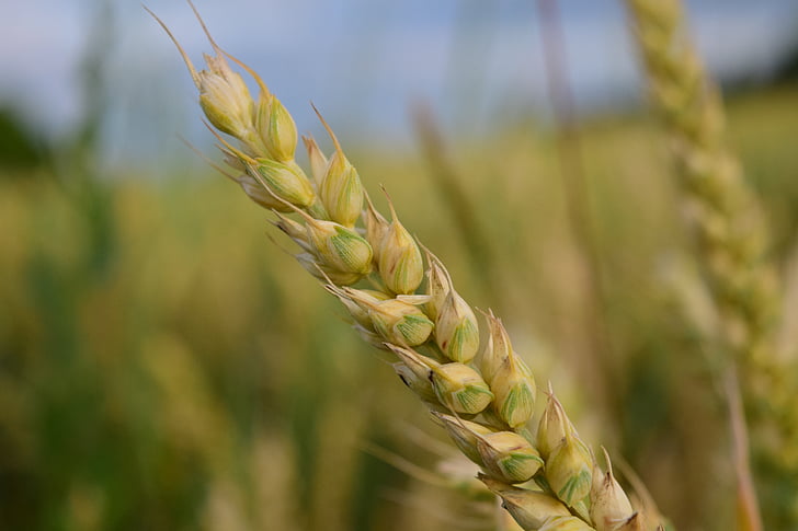 pšenica, ucho, obilniny, zrno, letné, pšeničné polia, pole