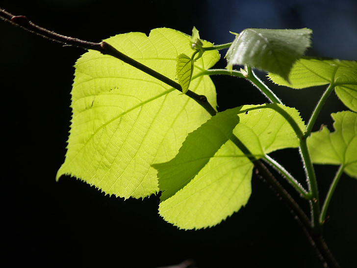 flowers, plants, nature, green, spring