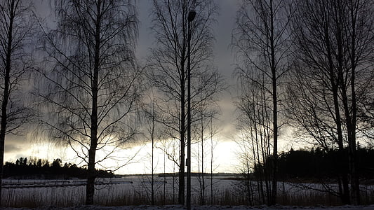 Lappland, Helsingfors, mode, solnedgång, träd, naturen, vinter