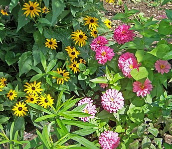 flores, sazonal, zínia, -de-rosa, amarelo, floral, flor