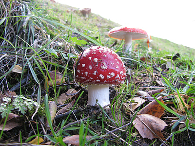 fly agaric, mushroom, autumn meadow, red fly agaric mushroom
