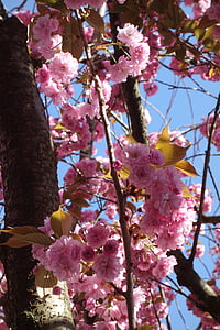 Sakura, musim semi, kota tua, Bonn, Blossom, merah muda, Cherry