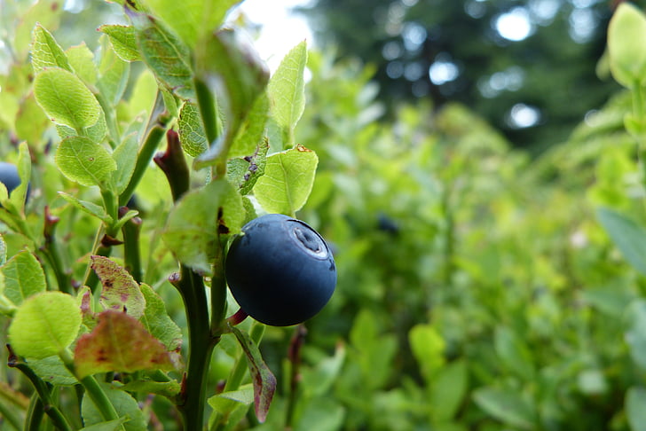 Blueberry, blauwe bosbes, fruit, bessen, bosbessen