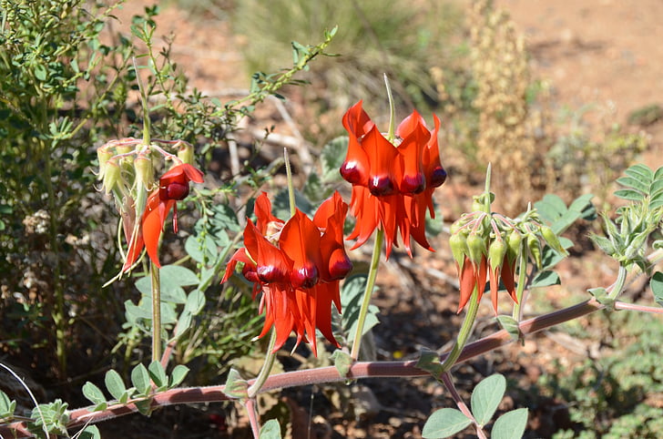 pèsol del desert de Sturt, pèsol del desert, flor, floral, flora, Austràlia, natura