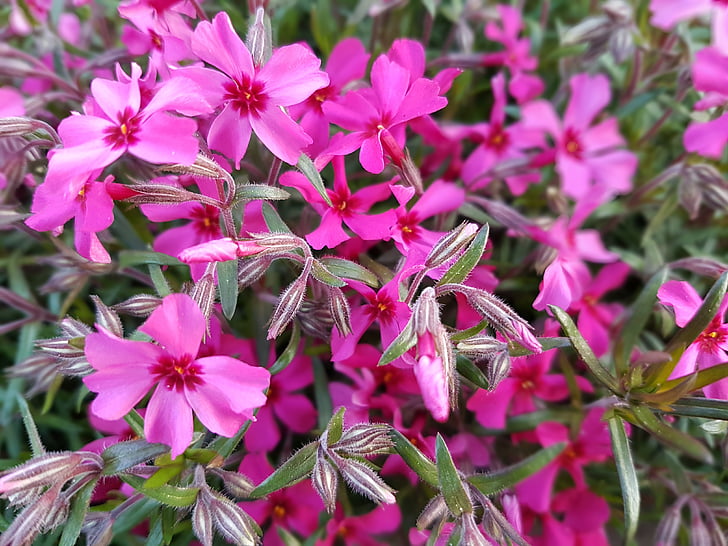 flowers, spring, floksy