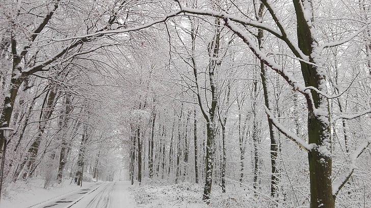 forest, snow, street, winter, cold temperature, weather, bare tree