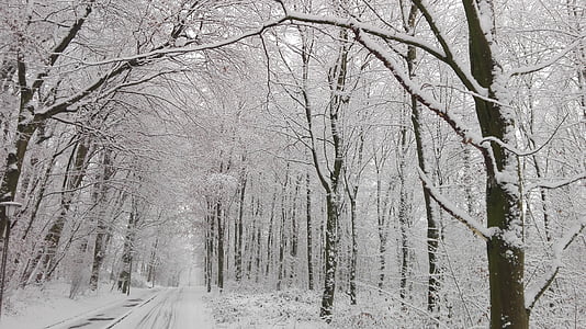 Forest, neige, rue, hiver, température froide, météo, arbre nu