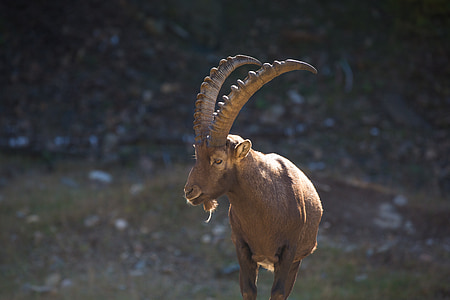 capricorn, ibex, animal, horn, goat, nature, wild