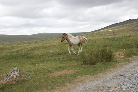 pônei de Dartmoor, manchado, potro, cavalo selvagem, cavalo de bebê