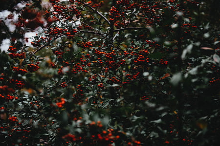Holly bogyók, bogyók, karácsonyi magyal, zöld, Holly, fa, növény