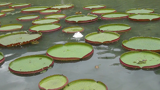 ponds, leaves, water, lily, lilies, lotus, water plants