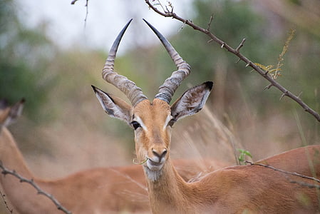 Afrika Selatan, Antelope, hewan, satwa liar, Impala, Afrika, alam