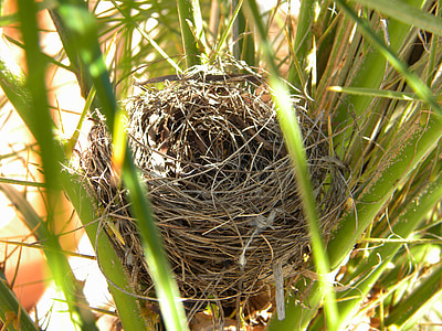 Vogelnest, natuur, nest