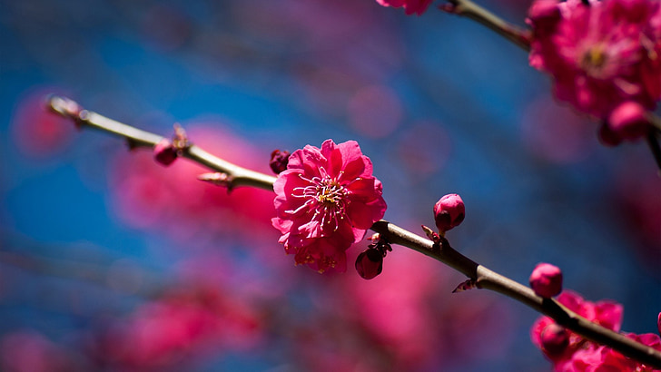 branch, flowers, sakura, spring