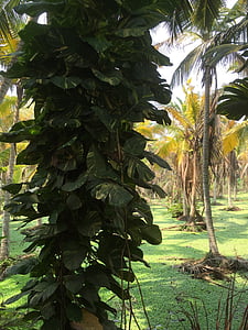 maisema, Intia, maisemat, Luonto, Kovalam, Kerala, Tropical