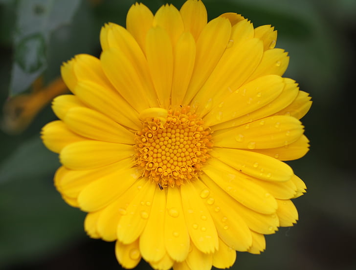 amarillo, flor, naturaleza, amarillo de la vista de cerca, flor amarilla, otoño, planta