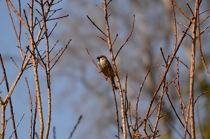 Sparrow, oiseau, nature, plumage