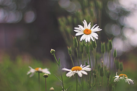 Daisy, bunga, Taman, alam, musim semi, musim panas, tanaman