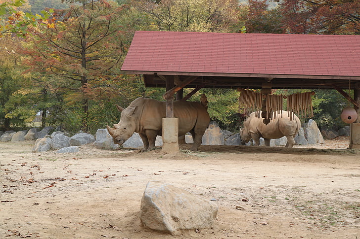 Rinoceronte bianco, zoo di Everland