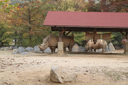Rinoceront blanc, zoo de Everland