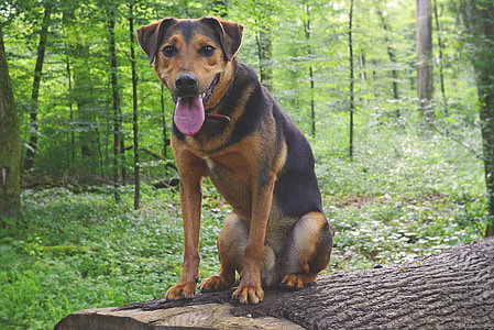 pies, Hundeportrait, hybrydowe, psa rasy mieszanej, przyrodnicza, pies pasterski Appenzell, Schäfer pies