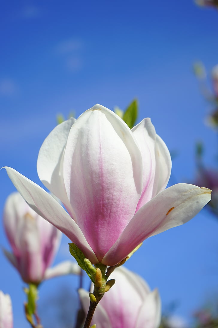 Magnólia, flor de magnólia, flores, -de-rosa, Branco, blütenmeer, planta ornamental