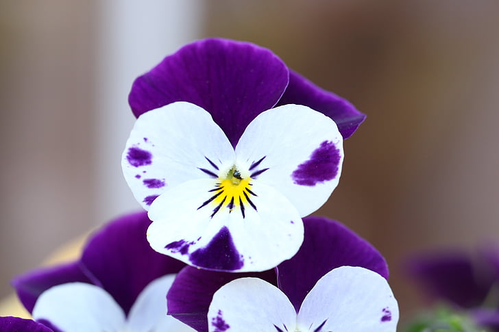 pansy, spring, the petals, pansies, two year plant, closeup, violet