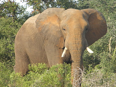 slon, Afrika, volně žijící zvířata, Africká, zvíře, Safari, Jihoafrická republika