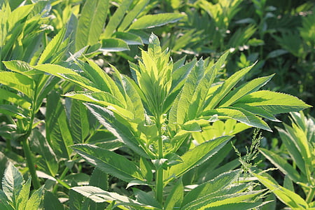 danewort, ebulus, κατατίθεται, πράσινο, Sambucus, φυτά