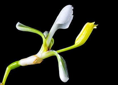 Αγριολούλουδο, μικρό λουλούδι, άνθος, άνθιση, άσπρο κίτρινο, φύση, φυτό