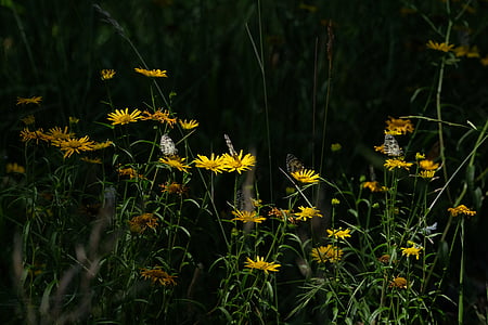 жълто, цвете, Градина, нощ, време, пеперуда, пеперуда weed