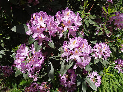 Rhododendron, blomster, blomst, forår, haveplante, natur, farve