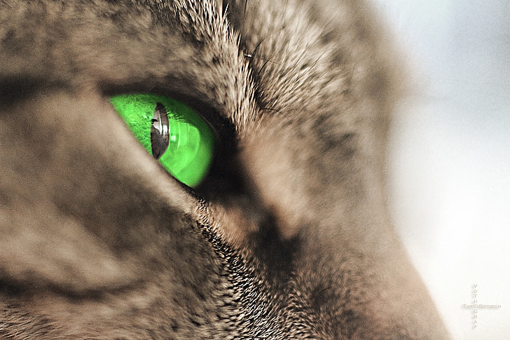 Adidas, kedi, kısa saç, yerli kedi, kafa, gözler, Yeşil