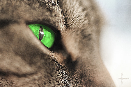 ADIDAS, gatto, capelli corti, gatto domestico, testa, occhi, verde
