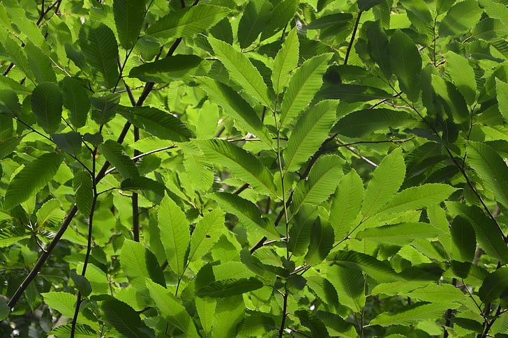 листа, зеленина, Грийн, природата, дърво, chataignier, лято