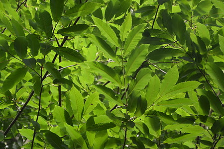hojas, follaje, verde, naturaleza, árbol, Chataignier, verano