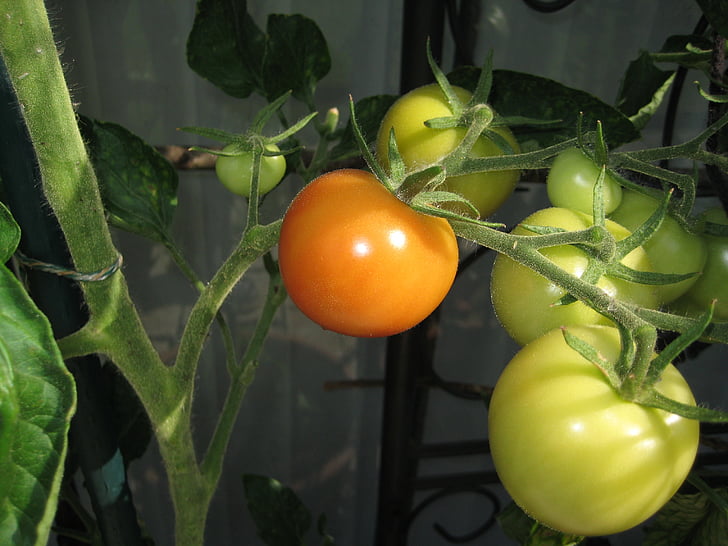pomidory, Latem, ogród, jeść, Frisch, zdrowe, jedzenie
