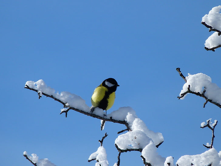 paukščiai, Gamta, žiemą, zylė, šaldymo, sniego