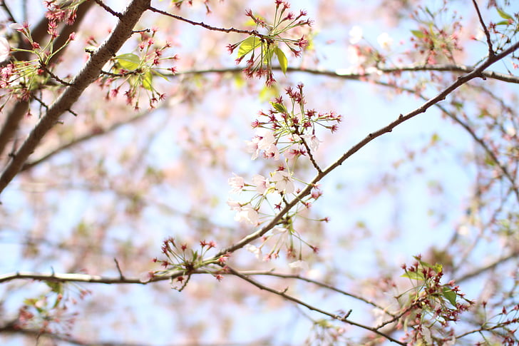 kirsebærtre blomstrer, tre, landskapet