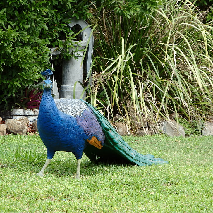 peacock, peafowl, bird, nature, animal, wildlife, green
