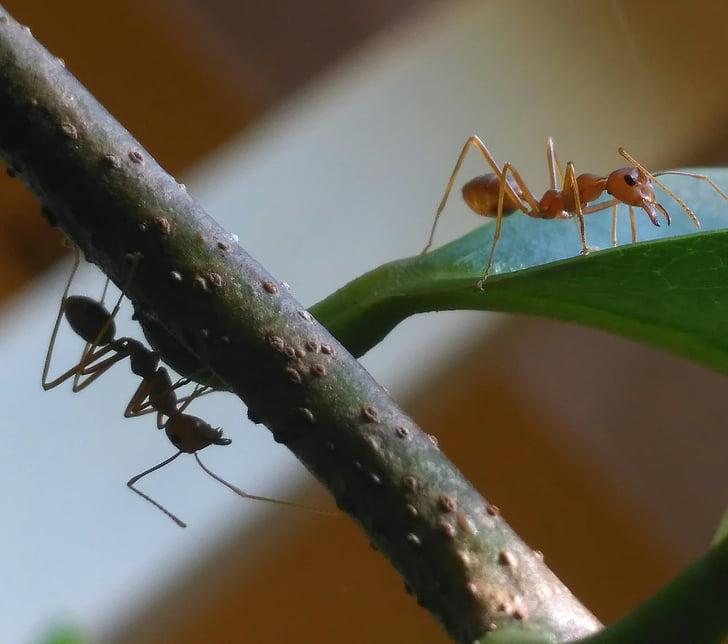 photography, macro, ants