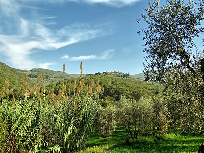 maastik, Toscana, oliivipuu, mäed, taevas, pilved, idüll