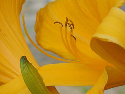 day lily, pollen, day, lily, nature, flower, plant