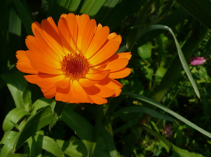 Calendula officinalis, Calêndula, flores, flor de laranjeira, flor, cor laranja, pétala