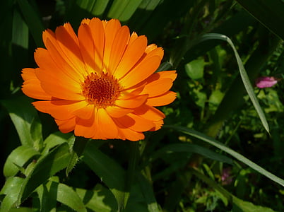 Calendula officinalis, Calêndula, flores, flor de laranjeira, flor, cor laranja, pétala