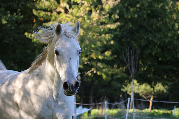 άλογο, μούχλα, καθαρόαιμο Περσικό, χαίτη, φως και σκιά, το φθινόπωρο, καλπασμός
