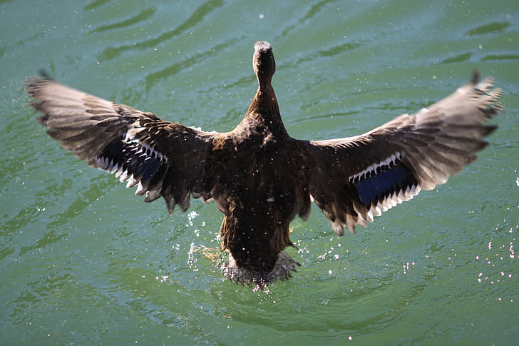 patka, ptica, vode, krilo, proljeće prerušiti, fotografiranje divljih životinja, životinja