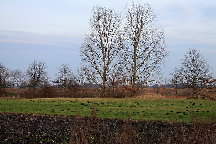 arable, field, trees, landscape, sky